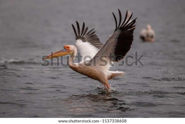 Pelicans in the\
Danube delta Romania. White pelicans flying in the Danube Delta\
Biosphere Reserve in\
Romania.