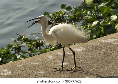 Pelicans Eat Eel