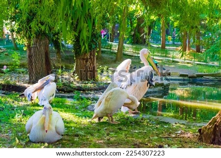 Pelicans family at pond shore in a Zoo at Sea or Seaside Garden on nice June day.Picture taken on June 1, International Childrens Day at ,Varna city,Bulgaria.2013