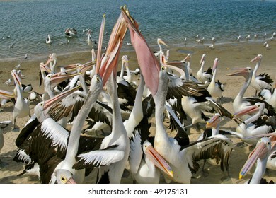 Pelicans Fight Over Food Thrown To Them By A Local Fish Monger On The Gold Coast, Australia.