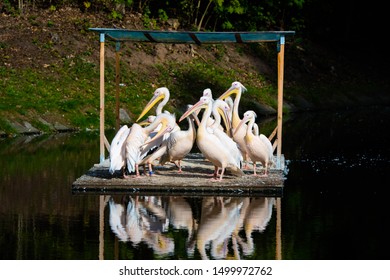 Pelicans float on the buoy. Lithuania Kaunas.
