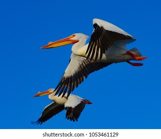 Pelicans Flying In Sync On Clear Day 