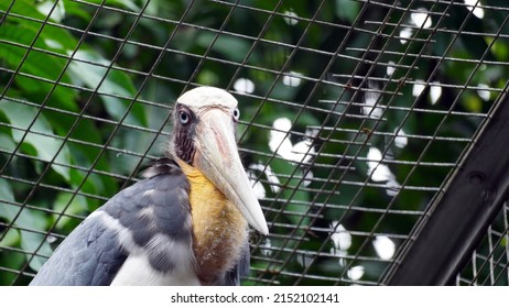 Pelicans (genus Pelecanus). A Large Asian Hornbill Species From Sumatra Island Indonesia.