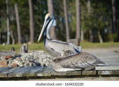 Pelicans Near Point Of Pines, Pascagoula, MS.