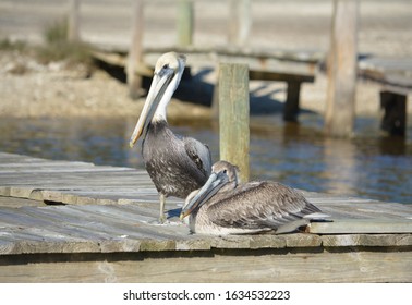 Pelicans Near Point Of Pines, Pascagoula, MS.