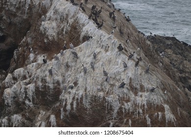 Pelicans On Mussel Rock 