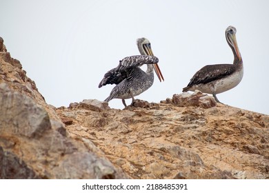 Pelícanos sobre las rocas en las Islas Ballestas, Paracas, Perú