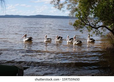 Pelicans On The Water At Tin Can Bay, Qld. Australia