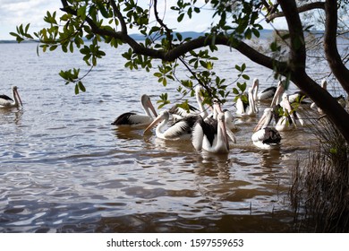 Pelicans On The Water At Tin Can Bay, Qld. Australia