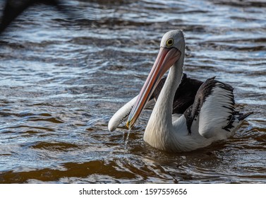 Pelicans On The Water At Tin Can Bay, Qld. Australia