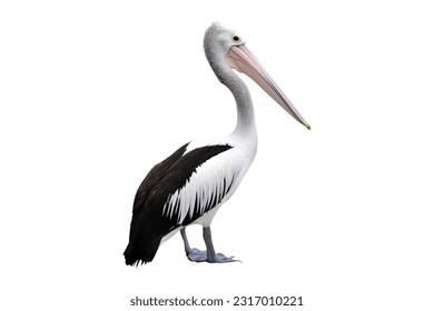 pelicans on a white background
