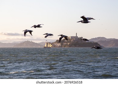 Pelicans outside of Alcatraz prison