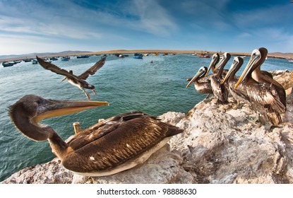 Pelicans In Paracas, Ica, Peru