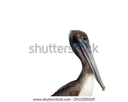 Pelicans (Pelecanus conspicillatus) , A closeup shot of a pelican bird in a white background , Great white and black bird with huge beak. Pelican close-up head shot.