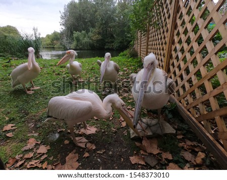 Pelicans Photshoot in a park