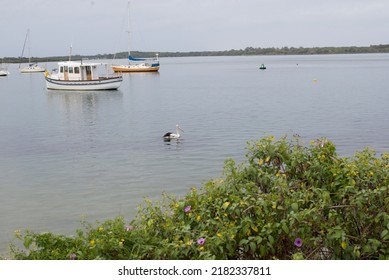 Pelicans In Port Macquarie River