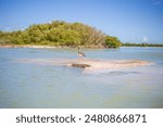 pelicans rest on a rocky island of chuburna mangrove