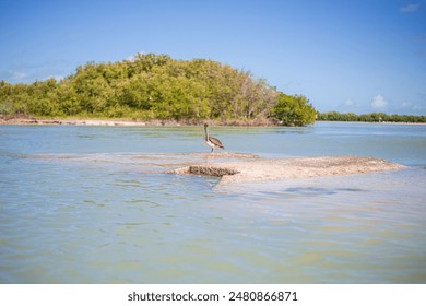 pelicans rest on a rocky island of chuburna mangrove - Powered by Shutterstock