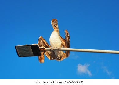 Pelicans Sits On A Pole. Two Birds Against The Blue Sky. Sunny Day In Cozumel.