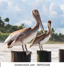 Pelicans Sitting At The Poles At The Beach In Naples, FL