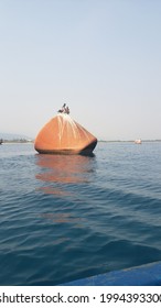 Pelicans Sunbathing In Boat Anchorage Area On The Seashore Of Tela Honduras