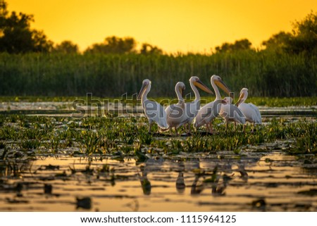 Pelicans at sunset in Danube Delta, Romania