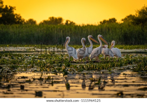 Pelicans at sunset in\
Danube Delta, Romania