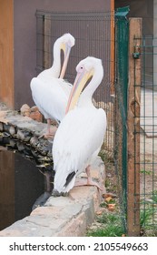 Pelicans That Lives In The Zoo. White Exotic Birds, Close Up.