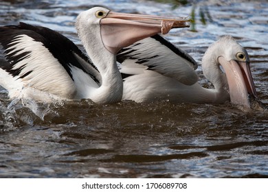 Pelicans At Tin Can Bay