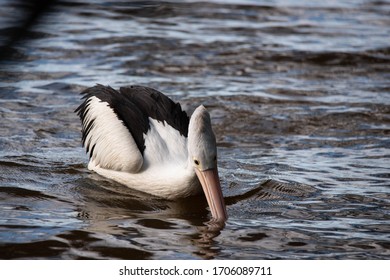 Pelicans At Tin Can Bay