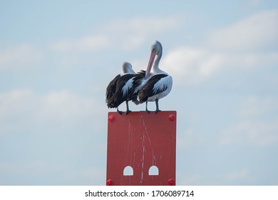 Pelicans At Tin Can Bay