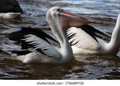 Pelicans At Tin Can Bay