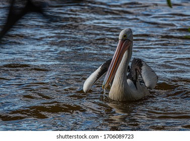 Pelicans At Tin Can Bay