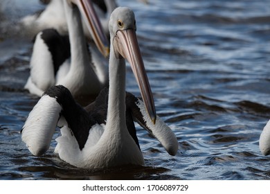 Pelicans At Tin Can Bay