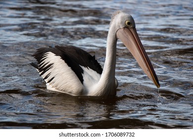 Pelicans At Tin Can Bay