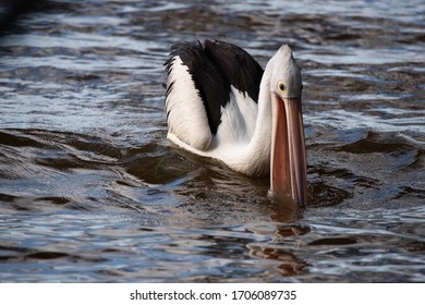 Pelicans At Tin Can Bay