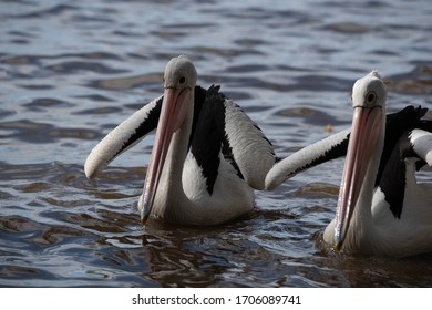 Pelicans At Tin Can Bay