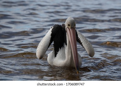 Pelicans At Tin Can Bay