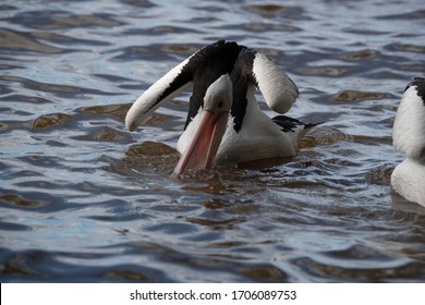 Pelicans At Tin Can Bay