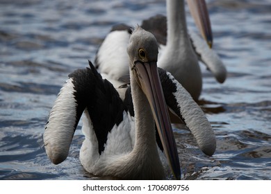 Pelicans At Tin Can Bay