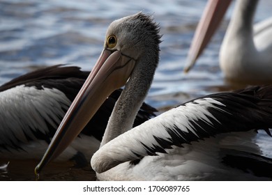 Pelicans At Tin Can Bay