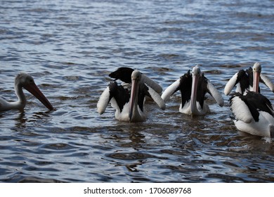 Pelicans At Tin Can Bay