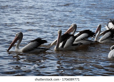 Pelicans At Tin Can Bay