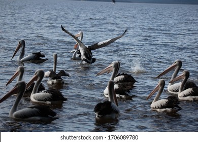 Pelicans At Tin Can Bay