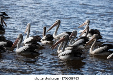 Pelicans At Tin Can Bay