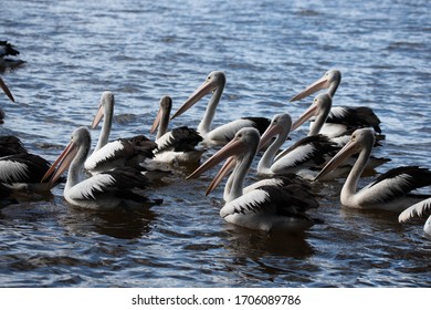 Pelicans At Tin Can Bay