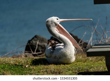 Pelicans Twofold Bay New South Wales Australia