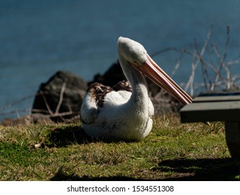 Pelicans Twofold Bay New South Wales Australia