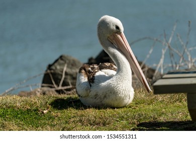 Pelicans Twofold Bay New South Wales Australia