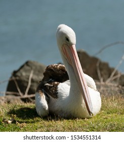 Pelicans Twofold Bay New South Wales Australia